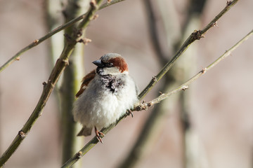 sparrow on the branches