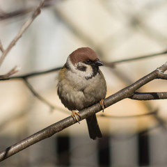 Eurasian Tree Sparrow, Passer montanus, close-up portrait in branches with bokeh background, selective focus, shallow DOF