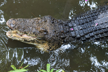 Crocodile in tropical Bali island Zoo, Indonesia.