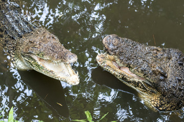 Crocodile in tropical Bali island Zoo, Indonesia.