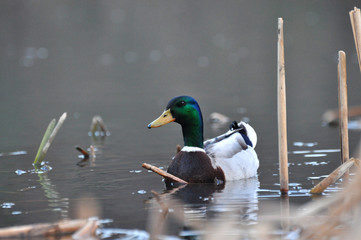 Duck - Mallard (Male), mallard, eurasian wild duck, Anas platyrhynchos