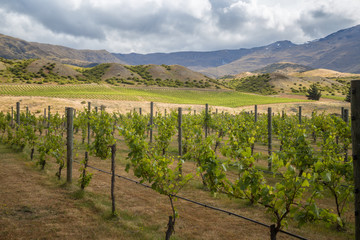Fototapeta na wymiar View from winery in Central Otago, South Island, New Zealand. Beautiful green vineyard with mountains and hills on the background. Vineyard under a blue summer sky.