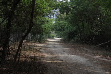 Fototapeta premium Walking path