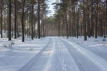 Leśna droga w zimie