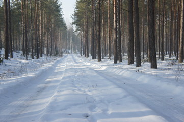 Leśna droga w zimie - widać tropy zwierząt - obrazy, fototapety, plakaty