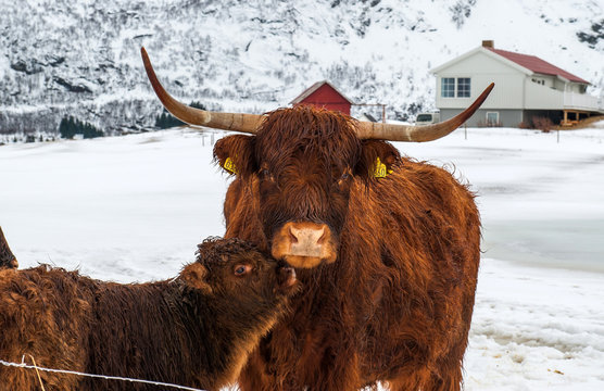 Norvegian bull