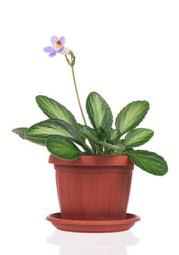 Cute Primulina flower