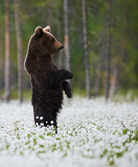 Bear standing among white flowers