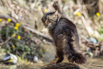 Cat among yellow flowers in spring. beautiful home cat in nature