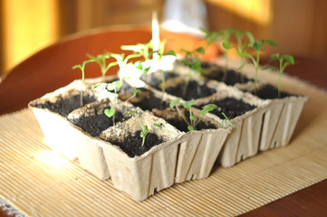 Seedlings in the ground