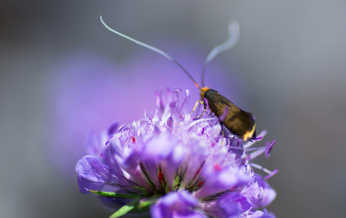Insekt auf Blüte