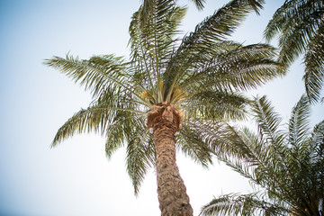 Fototapeta na wymiar Vintge Palm Trees Vintage - clear summer skies. Summer season