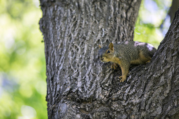 Squirrel playing on the tree