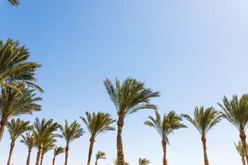 Fototapeta na wymiar Vintage toned palm tree over sky background. Summer time