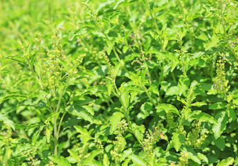 Fresh basil leaves herb and ingredient food