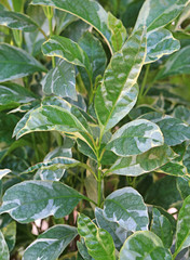 Graptophyllum pictum plants in nature garden