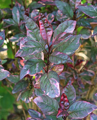 Gold Leaves (Graptophyllum pictum (Linn.) Griff.)