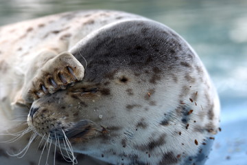 SEAL