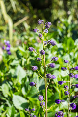 little violet flower in garden