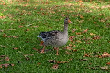 Domestic Goose, Cross Goose, Swan Goose and Greylag Goose hybrid