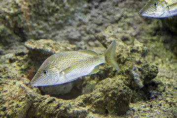 Pesce Tropicale
