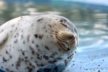 SEAL