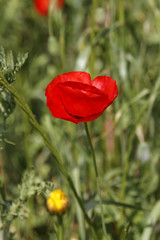 Blooming red poppy