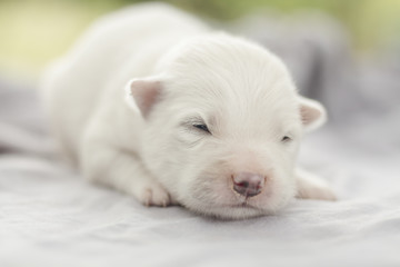 Obraz premium white puppy sleeping selective focus and blurred background