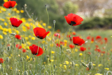 Blooming red poppies