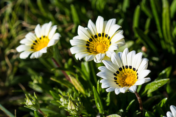 Obraz premium Spring Flowers.