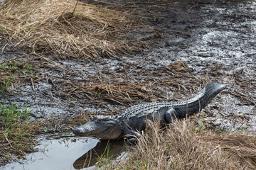 American alligator