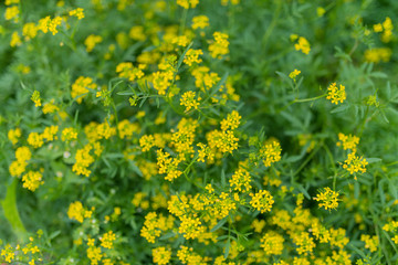 In the garden on a sunny day. Yellow flowers. Selective focus with shallow depth of field.