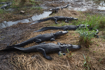 American alligator