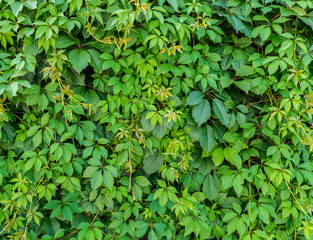 Fototapeta na wymiar Green leaf background. Selective focus.