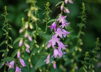 Purple flowers with selective focus. Color toned image.
