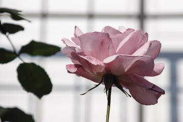 Pink blooming rose