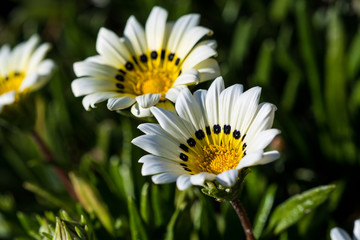 Obraz premium Spring Flowers.