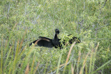 Anhinga