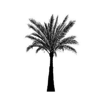 Vector sketch palm tree. Hand drawn silhouette date palm