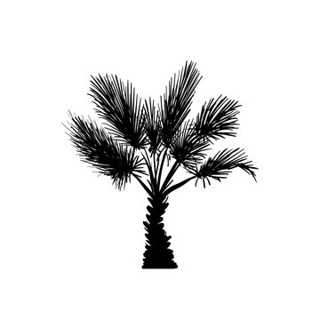 Vector sketch palm tree. Hand drawn silhouette palm tree