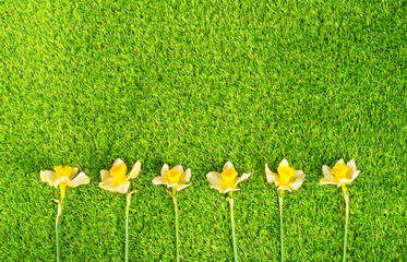 Fresh narcissus bouquet on green grass