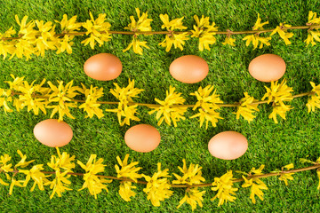 Beauty forsythia branch with eggs on grass