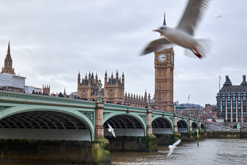 seagull flying in front of  big ben