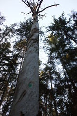 Sosna bartnia na Kurpiach