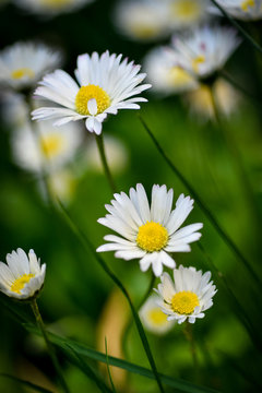 Dasies in the Garden.