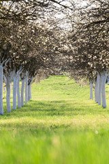 Obraz premium Blossoming cherry orchard in spring time