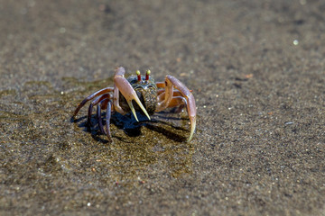 crab