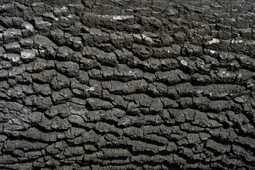 Old tree bark background. Oak tree bark texture.