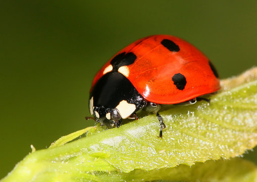 European seven-spot ladybird (Coccinella septempunctata) a.k.a. Seven-spotted ladybug.