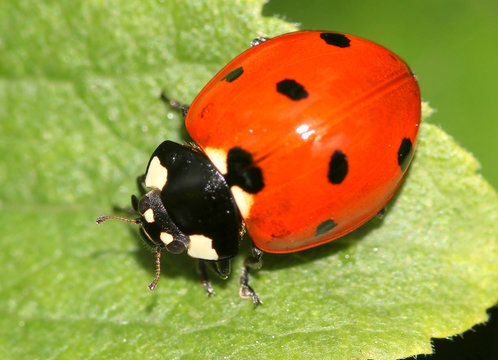 European seven-spot ladybird (Coccinella septempunctata) a.k.a. Seven-spotted ladybug.